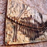 Fossil trail 2