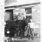 David Bird with Short Horn at Elms Lodge 1954