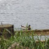 Mallard on River Soar at Barrow upon Soar