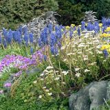 Wall of flowers