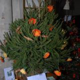 Tree No.2 by Taylors Florist Ltd