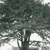 Holbourne Close Cedar Tree