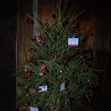 Tree No.10 by Barrow, Sileby District Labour Party