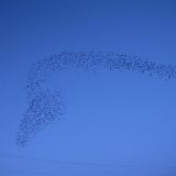 Starling  Murmurations