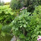 Open Gardens 2015