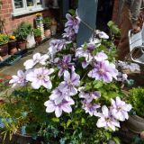 Open Gardens 2015