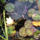 BUS Open Garden lily pond