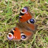 Peacock Butterfly