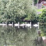 Swans on the Soar