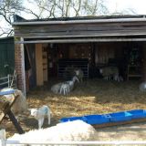 Lambs in Barrow