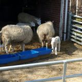 Lambs in Barrow