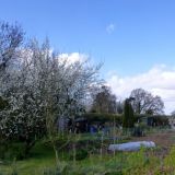 Damson Tree Blossom.JPG