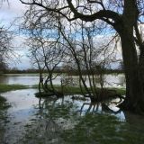 Flooded fields