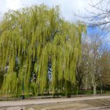 Weeping Willow