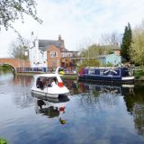 Swan pedaloes