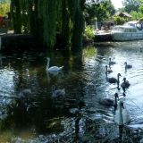 Swans & Cygnets