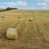 Hay Rolls