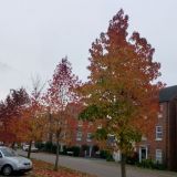 Autumn Colours on Willow Road